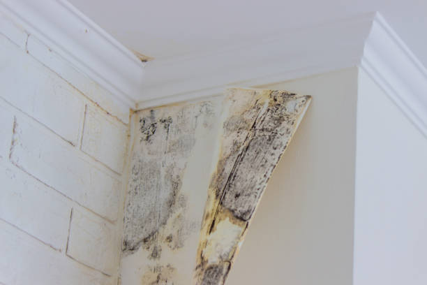 Best Commercial Mold Inspection  in Hudson, NY